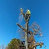 Dusty's Tree Service