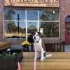 Velo Valets