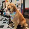 Canine Creations Pet Salon