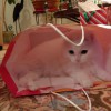 Pets & Petals