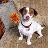 South Shore In Home Pet Care