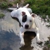 Paw Prints Concierge Services