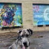 All Dogs Club