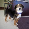 2 Barking Sisters' Dog Spaw