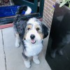 Steamboat Dog Spa