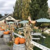Lone Pine Fruit & Espresso