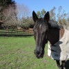 Sorella Ranch