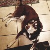 Studio K9