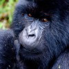 Gorilla Kleen