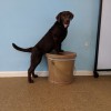 Pant Dog Center