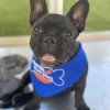 Houston Bark Park & Daycare