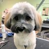All-Star Grooming