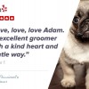 Your Passionate Groomer's Mobile Dog Grooming