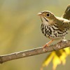 Ovenbird Bakery