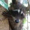 Connecticut Wildlife Control