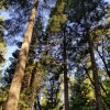 Ken's Tree Service