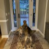 Paws In Motion
