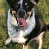 Country Kennels