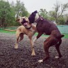 Dogyard
