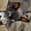 The Muttropolitan