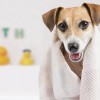 Prancin' Paws Pet Spaw