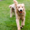 Golden Paws