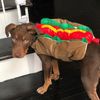 We Love Your Dog