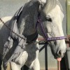 OC Equestrian Vaulting