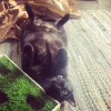 Home Alone Pet Service