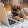Avalanche Carpet Cleaning
