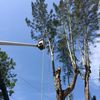 Daniel Valencia Tree Service