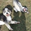 Snuggles & Hugs Active Dog Camp