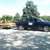 TC Stump Removal