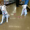 Woof Pack Pet Services