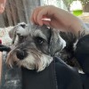 Macey & Paws Pet Sitting