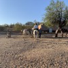 Bettys Trail Rides