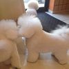 Woof Grooming