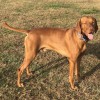 Holistic For Pets