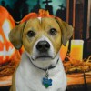 Camp Ruff It