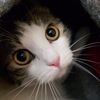 Stay 'n Play Pet Care