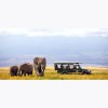 Alpine Travel & Tours