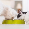 Four Paws Pet Care
