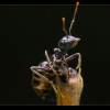 Authorized Pest Control