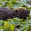 Unexpected Wildlife Refuge