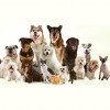Furry Friends Kennel
