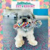The Paw Spa Pet Resort