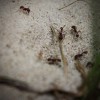 Smyrna Pest Control