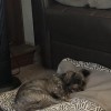 Kloud 9 Ranch Pet Resort