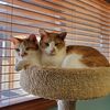 Westside Veterinary Clinic
