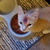 Cincinnati Animal Referral